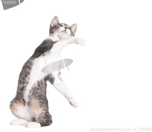 Image of Cute Kitten Swatting at Something
