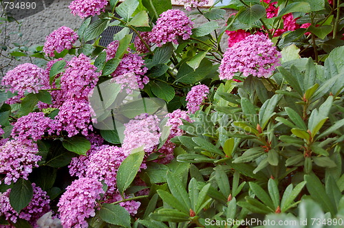 Image of pink flowers