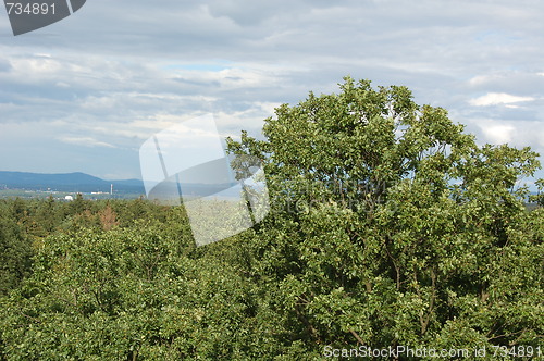 Image of trees