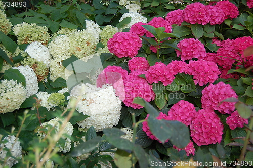 Image of flowers
