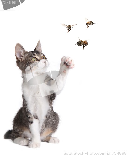 Image of Funny Cat Catching Bees