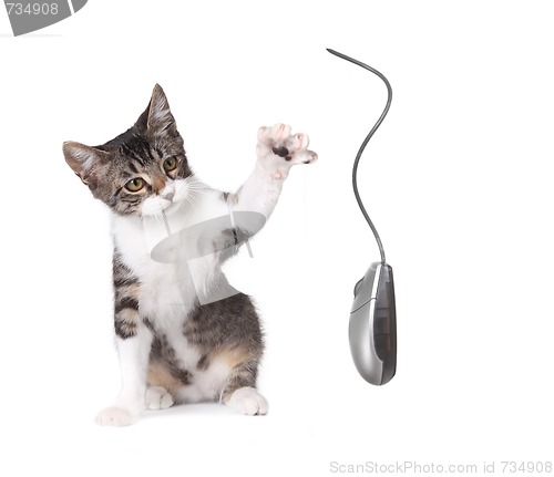 Image of Kitten Swatting a Computer Mouse