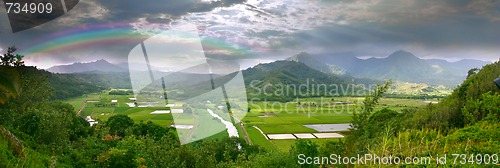 Image of Panorama of the Taro Fields in Kauai Hawaii