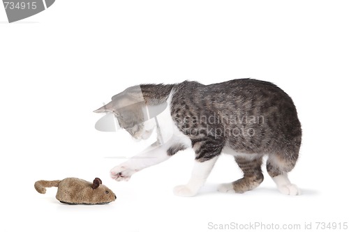 Image of Funny Cat and Fake Mouse