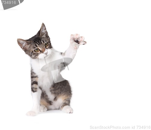 Image of Little Kitten Pawing on White