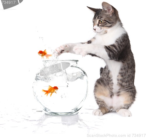 Image of Cat Trying to Catch Jumping Goldfish