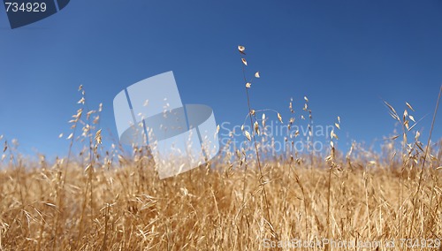 Image of Bright Golden Wheat Field  With a Beautiful Sky