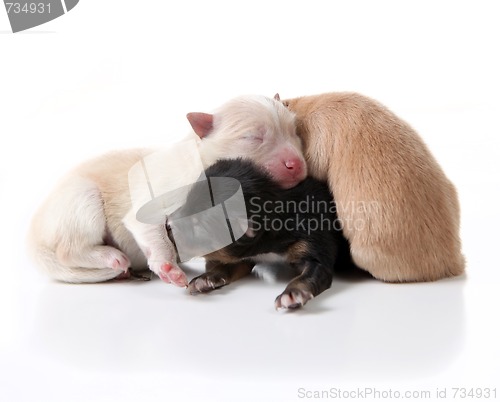 Image of Newborn Pomeranian Puppy Dogs Lying On Top of Eachother