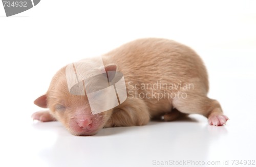 Image of Newborn Pomeranian Puppy Sleeping on White Background