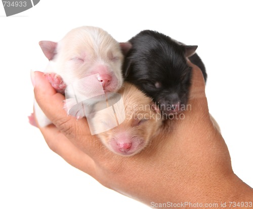 Image of Three Newborn Puppies Sleeping