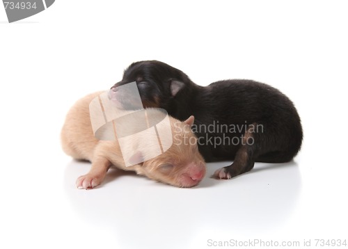 Image of Sleeping Newborn Puppy Dogs