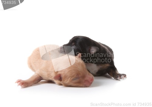 Image of Puppy Sleeping Atop His Brown Brother