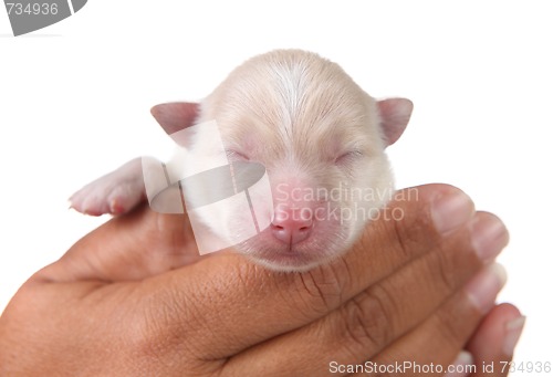 Image of Cute White Newborn Pomeranian Puppy