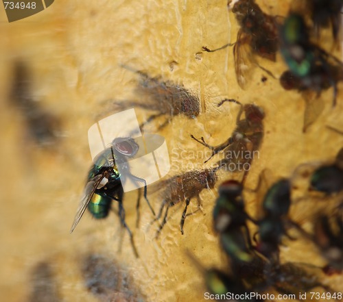 Image of Multiple Flies Stuck to Flypaper