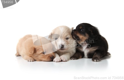 Image of Sweet and Cuddly Pomeranian Newborn Puppies