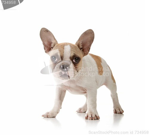 Image of Puppy on White Background