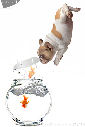 Image of Puppy Following Jumping Goldfish Into a Fishbowl