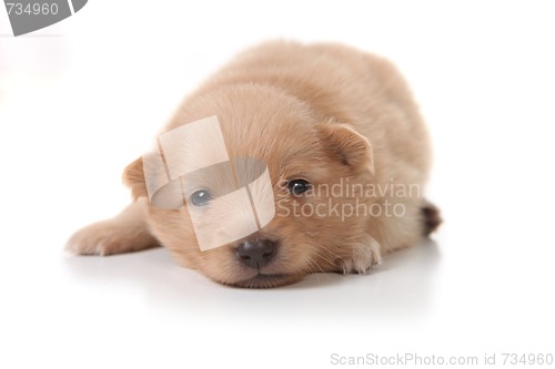 Image of Sweet Tan Colored Pomeranian Newborn Puppy