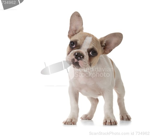 Image of Adorable Puppy With Big Ears Standing Up
