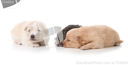Image of Three Pomeranian Puppies on White