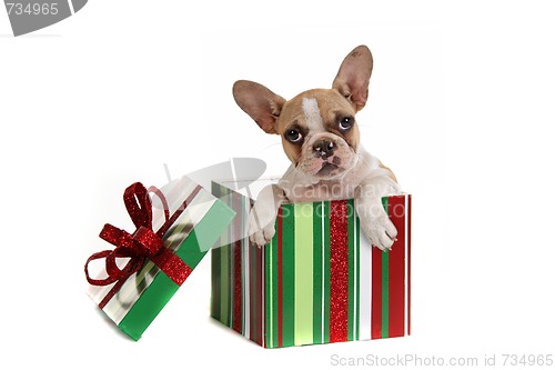 Image of Dog Inside a Christmas Gift