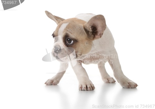 Image of Sweet Puppy Looking to the Side on White.
