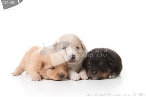 Image of Tired Sweet and Cuddly Newborn Puppies