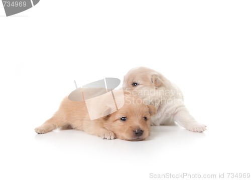 Image of Tan and White Colored Pomeranian Newborn Puppies