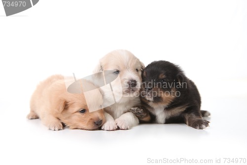 Image of Three Pomeranian Newborn Puppies With Eyes Open