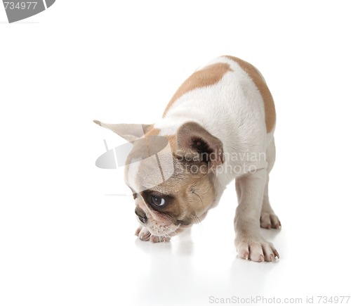 Image of Puppy Dog Sniffing on the Ground