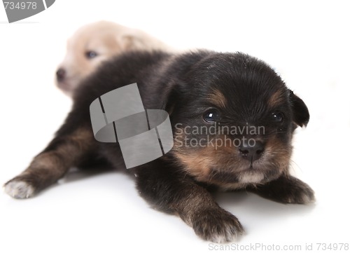 Image of Black Pomeranian Newborn Puppy on White