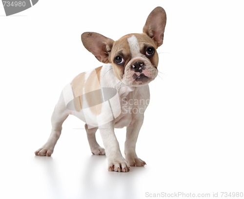 Image of Cute Puppy Dog With Head Tilted