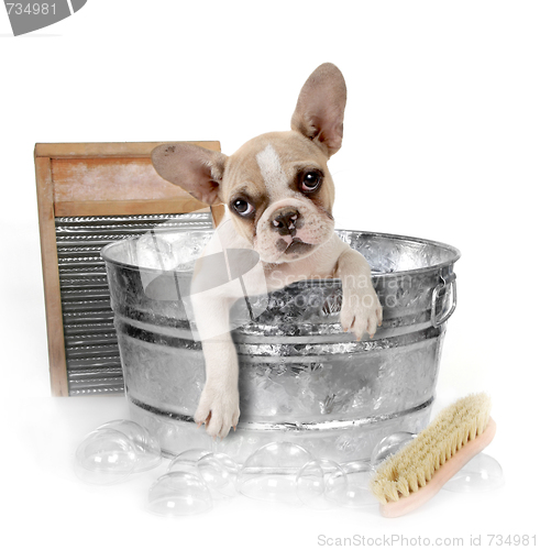 Image of Dog Getting a Bath in a Washtub In Studio