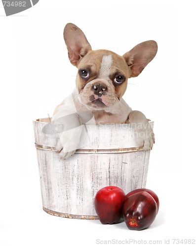 Image of Puppy Dog In an Apple Barrel Studio Shot