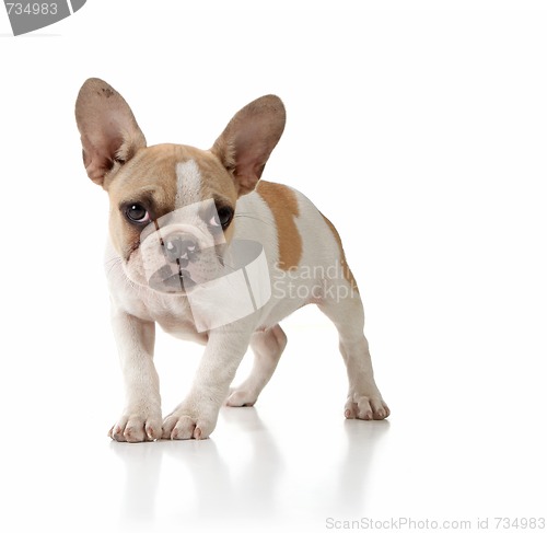 Image of Innocent Puppy Dog Looking Lonely on White Background