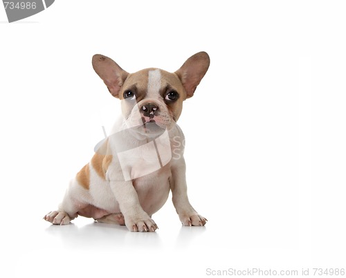 Image of Puppy Dog With Cute Expression Studio Shot