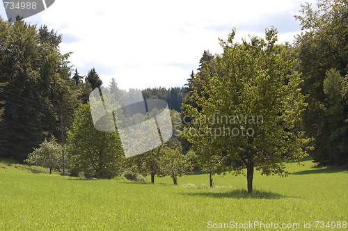 Image of trees