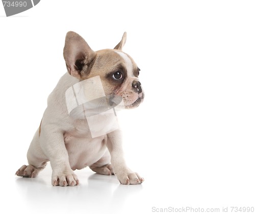 Image of Bull Dog Puppy Looking to the Side