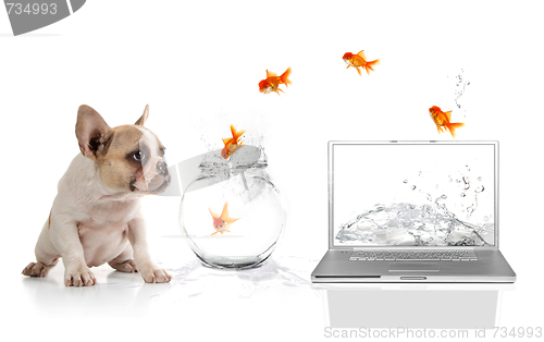 Image of Cute Puppy Watching Goldfish Escaping the Virtual World