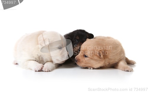 Image of Tan Black and White Colored Pomeranian Puppies