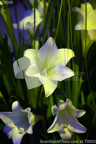 Image of flower arrangement