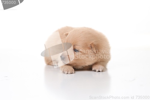 Image of Cute Pomeranian Newborn Puppy