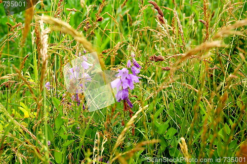 Image of flower