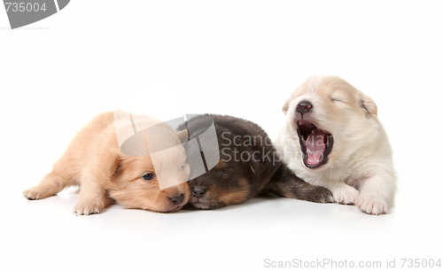 Image of Yawning Cuddly Newborn Puppies