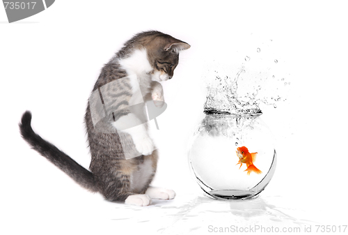 Image of Kitten Playing With a Goldfish