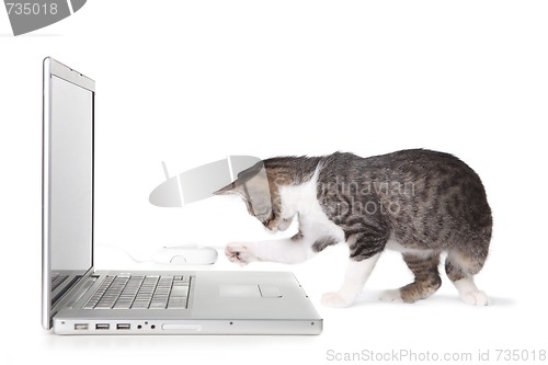 Image of Adorable Kitten Using Laptop Computer