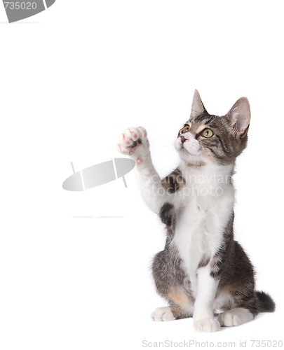 Image of Kitten Pawing at Something