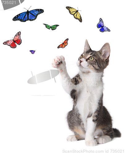 Image of Kitten Batting at Butterflies