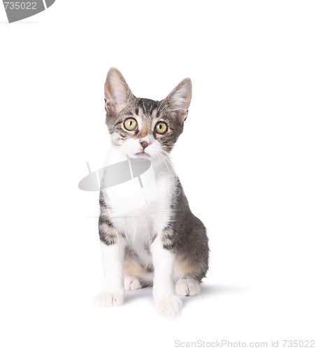 Image of Cute Sitting Kitten on White