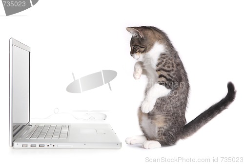 Image of Kitten Sitting up Looking at Computer